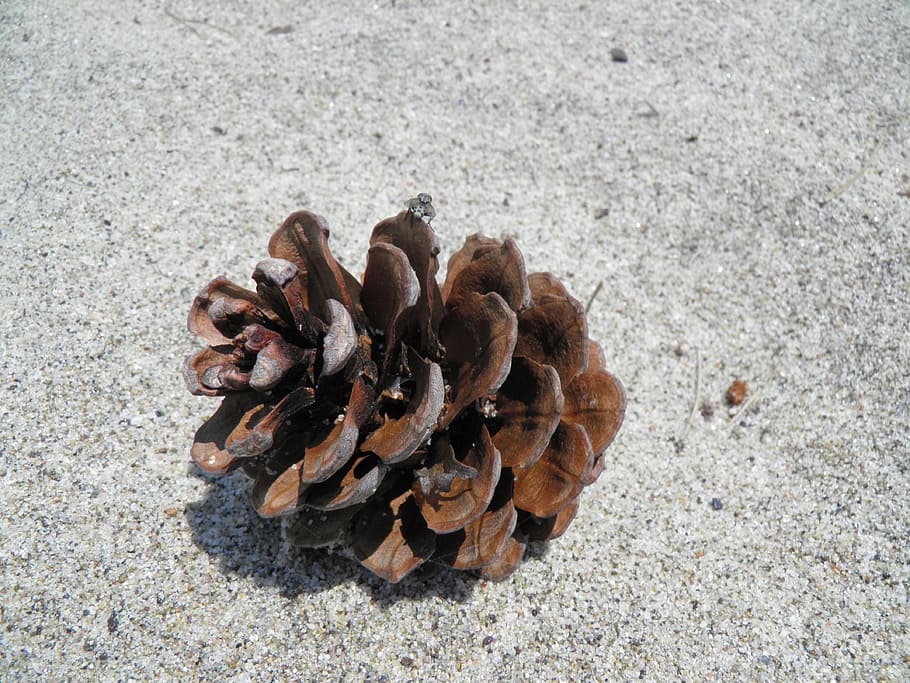pinecone, dried, brown, fallen, coniferous, pine cone, land HD wallpaper