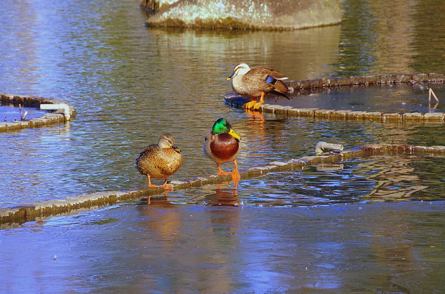 Duck, Pond, reflection, water, animal themes, bird, lake, animals in the wild HD wallpaper
