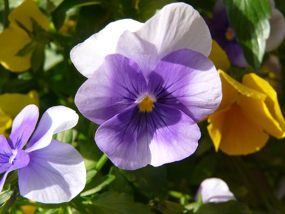 cyclamen, violet, blossom, bloom, flower, nature, flowering plant HD wallpaper