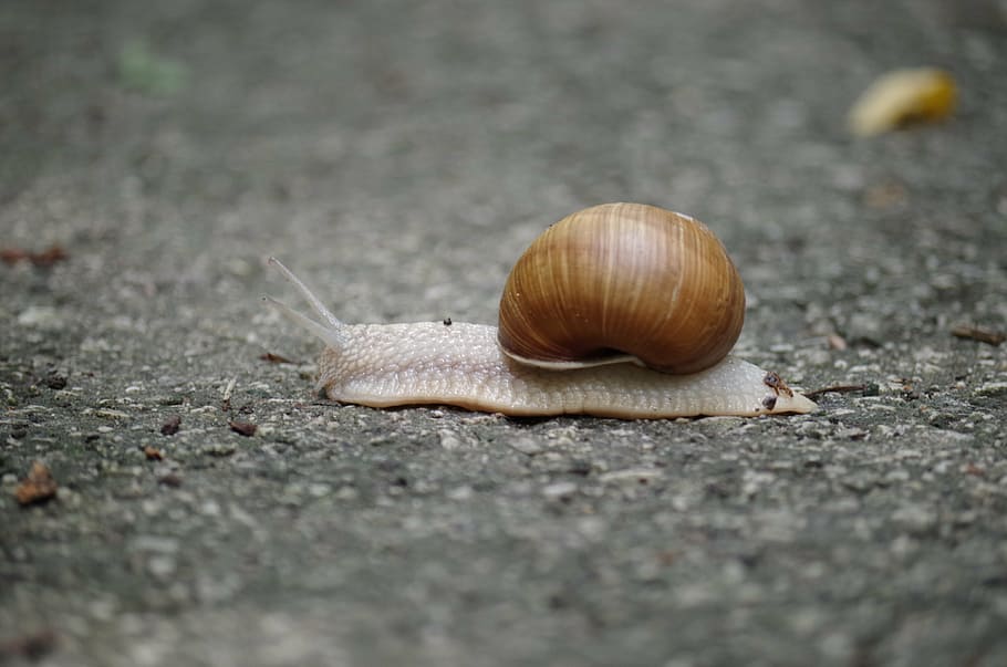 snail, conch, slow, insects, slimy, animal themes, mollusk HD wallpaper