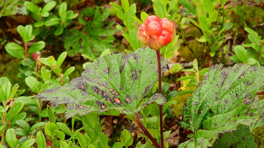 cloudberry, rubus chamaemorus, sweden, fetus, sånfjället