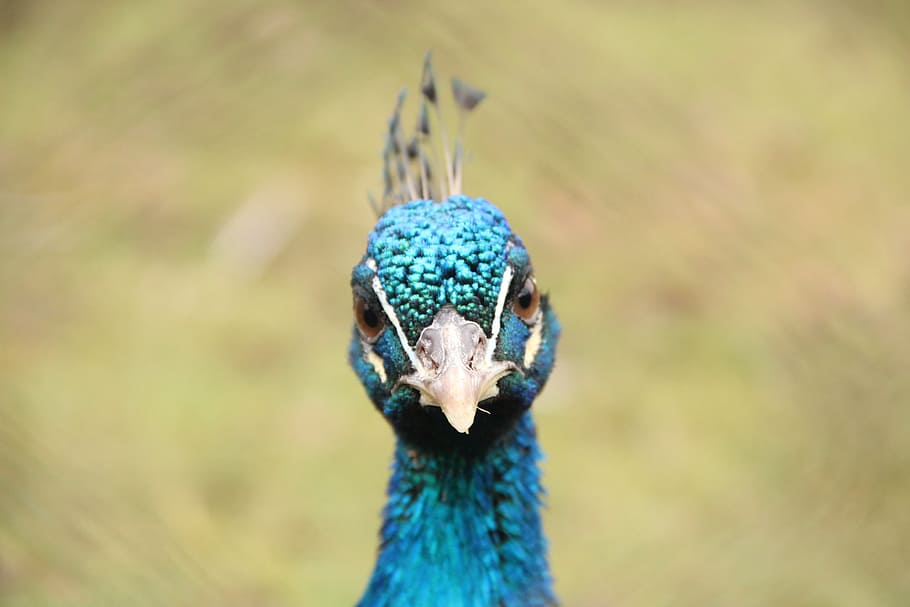 bird, blue, flights, peacock, animal themes, one animal, animal wildlife HD wallpaper