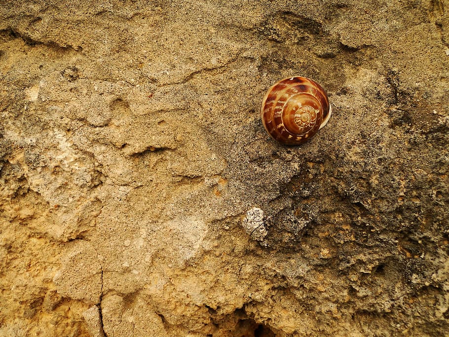 snail, shell, nature, animal wildlife, animal themes, one animal HD wallpaper