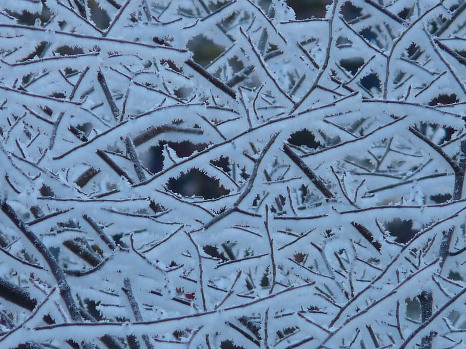 Tree, Branches, Aesthetic, Hoarfrost, iced, winter, snow, cold temperature HD wallpaper