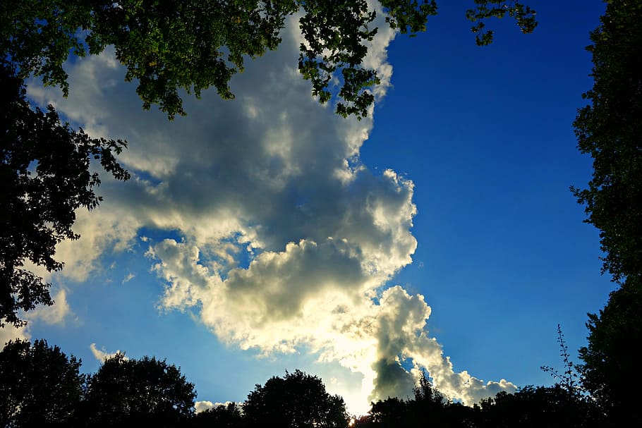 tree tops, sky, clouds, upward, looking up, nature, blue, outdoors HD wallpaper