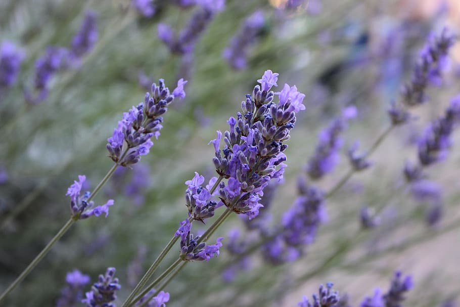 Lavender, Flower, Violet, purple, fragility, nature, growth HD wallpaper