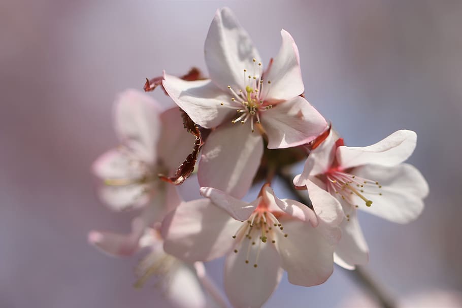 sakura, cherry, spring, bloom, tree, nature, pastel, japanese HD wallpaper