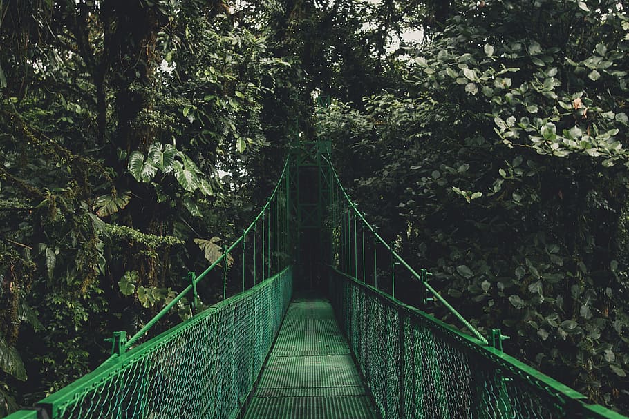 green bridge near trees, green metal bridge, Monteverde, Lush, HD wallpaper