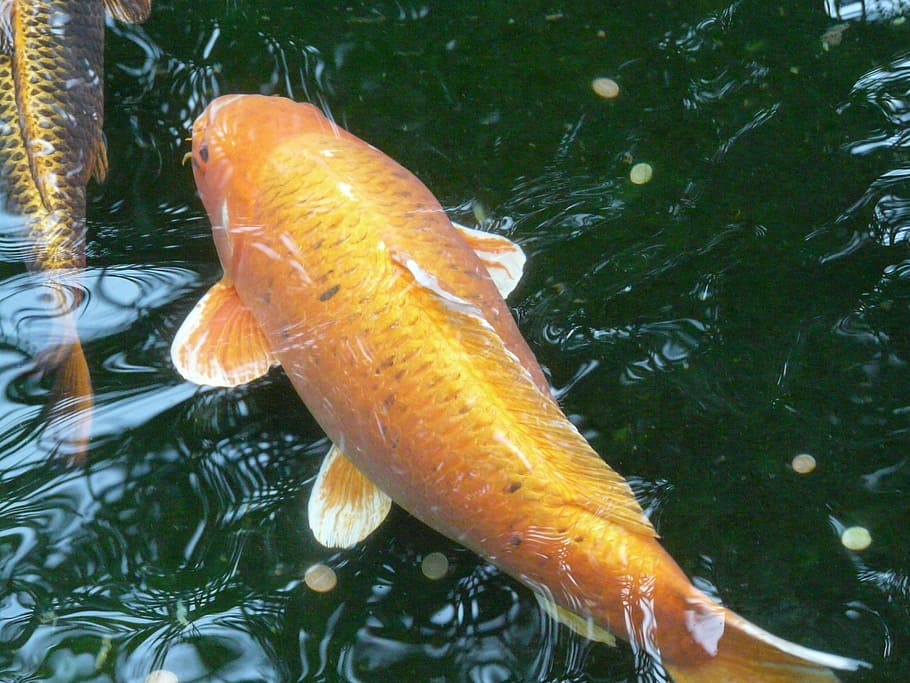 goldfish, water, creature, animal, swim, fin, wet, scale, gill HD wallpaper