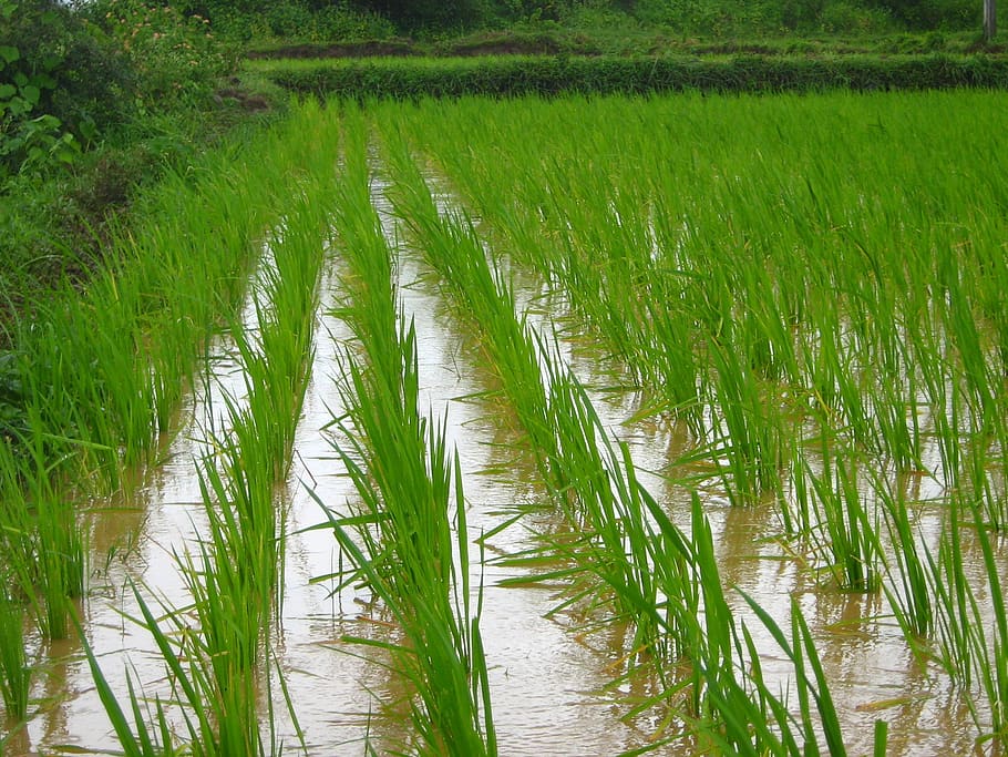 rice farm, farming, agriculture, field, harvest, plant, asia, HD wallpaper