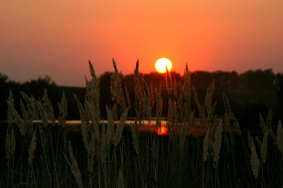 sunset, cloud, sky, water, reflection, reed, nature, dusk, summer HD wallpaper