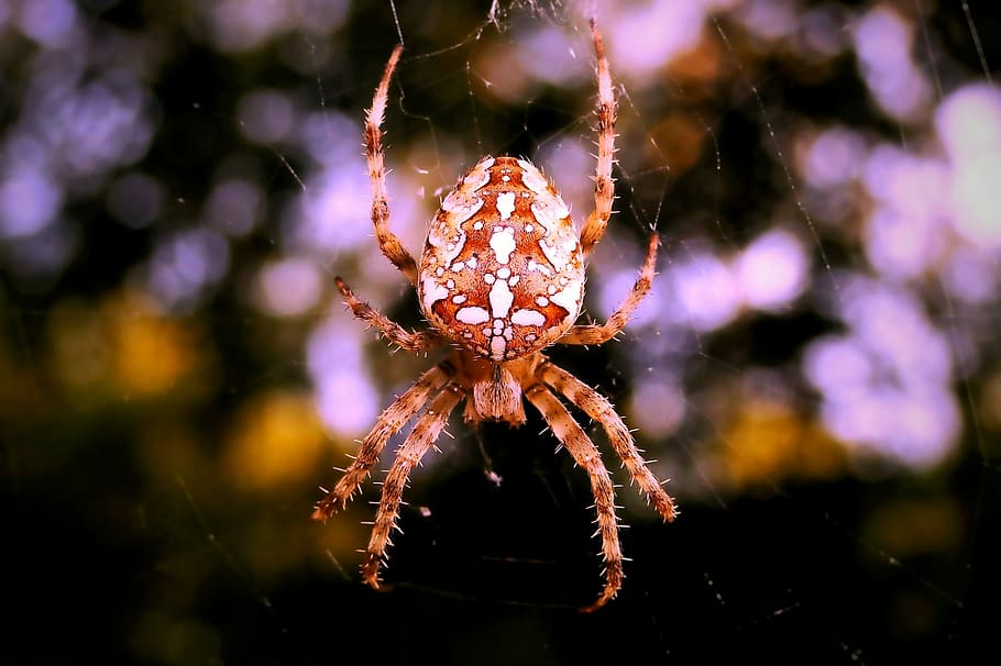 selective focus photography of brown and white araneus spider, selective focus photo of brown spider, HD wallpaper