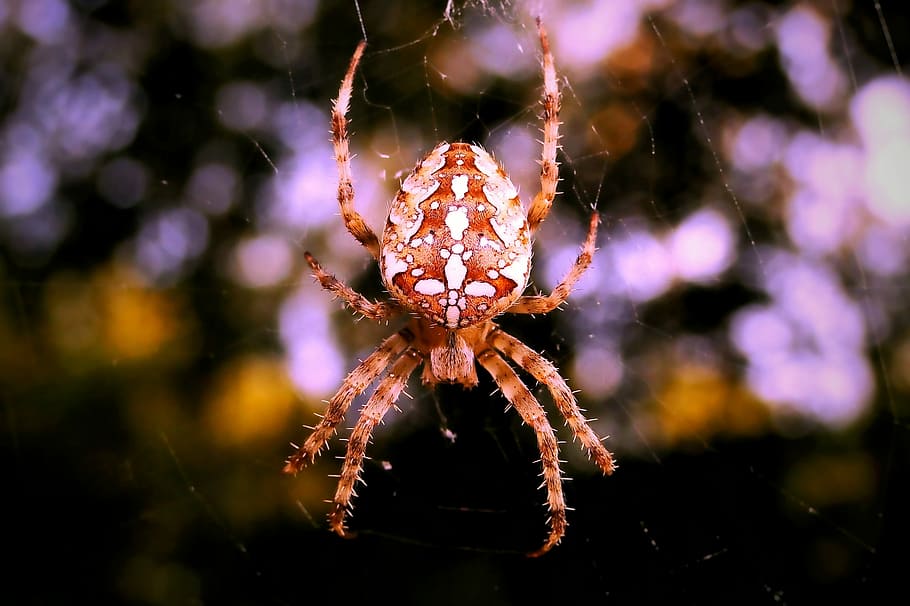 selective focus photography of brown and white araneus spider, selective focus photo of brown spider HD wallpaper
