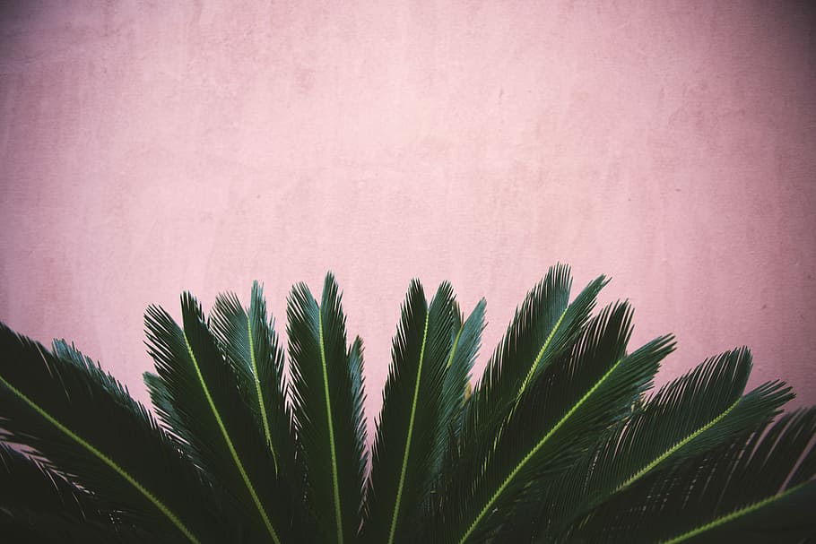 zago plant, sago palm plant with pink wall background, leaf, green