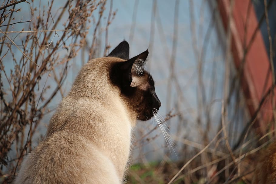 cat, siamese, siamese cat, breed cat, mieze, cat portrait, animal themes HD wallpaper