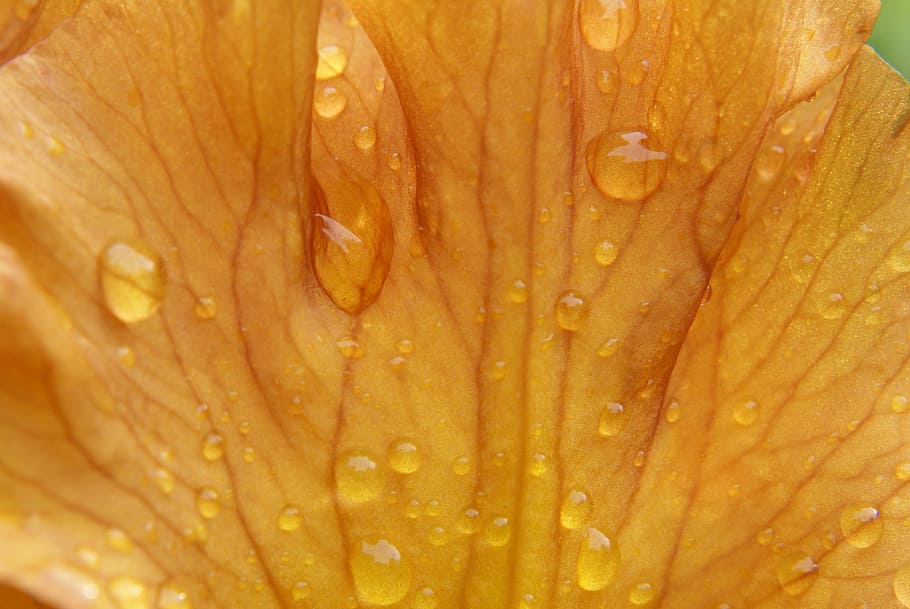 iris, flower, raindrop, spring, nature, flora, garden, plant HD wallpaper