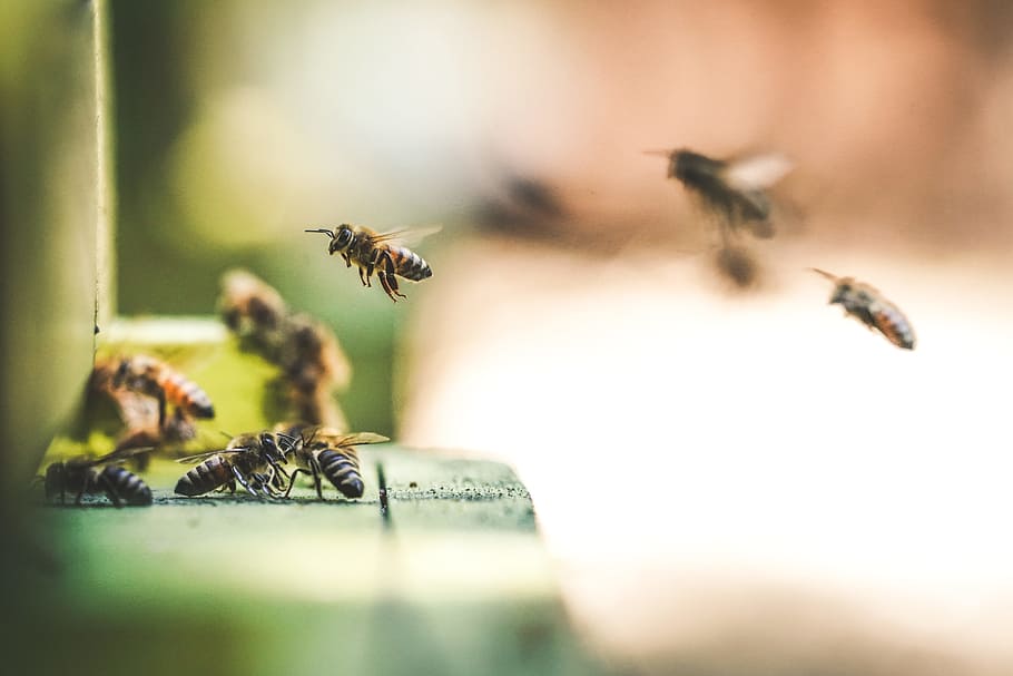 shallow focus photography of bees flew in mid air, group of bees HD wallpaper