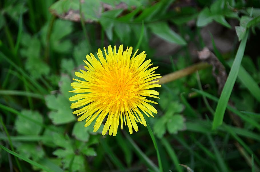 dandelion, spring, plants, flora, field, flower, botany, garden HD wallpaper