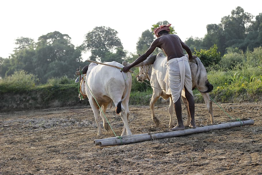 Plough, Animal, India, Farm, Field, agriculture, rural, nature
