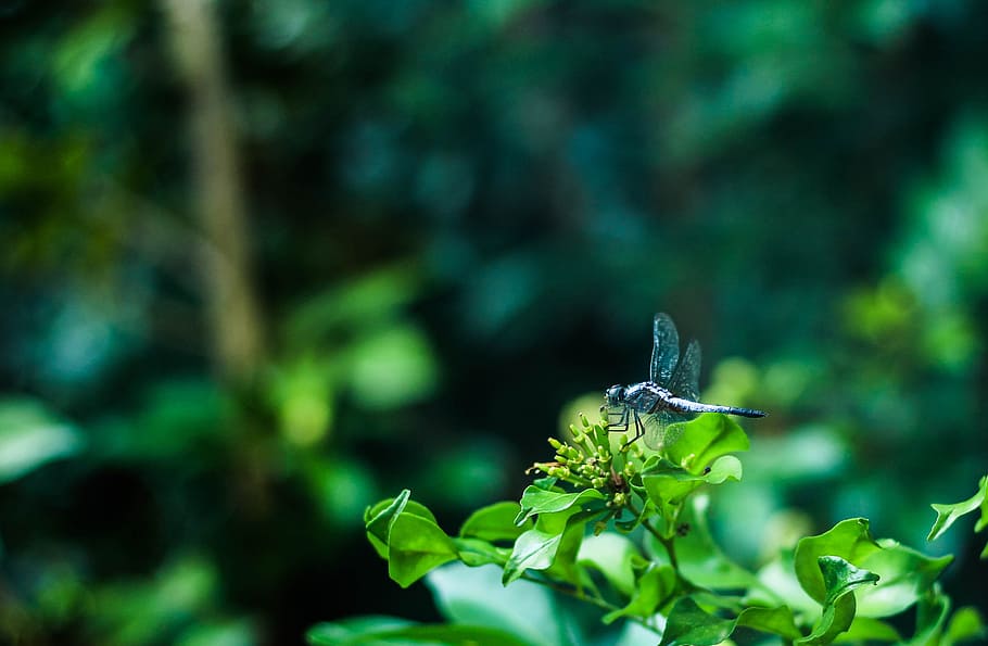 dragonfly, nature, tree, plant, one animal, insect, animal wildlife HD wallpaper