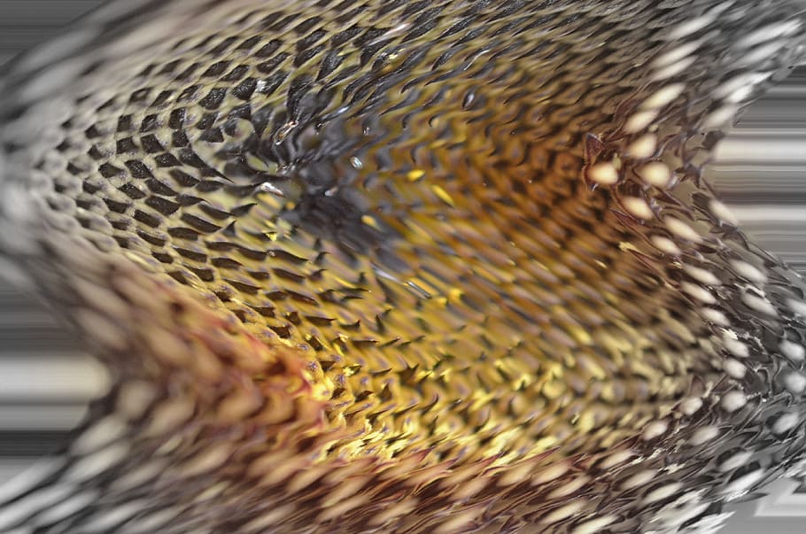 Sun Flower, Run, Distorted, silver, golden, close-up, one animal HD wallpaper