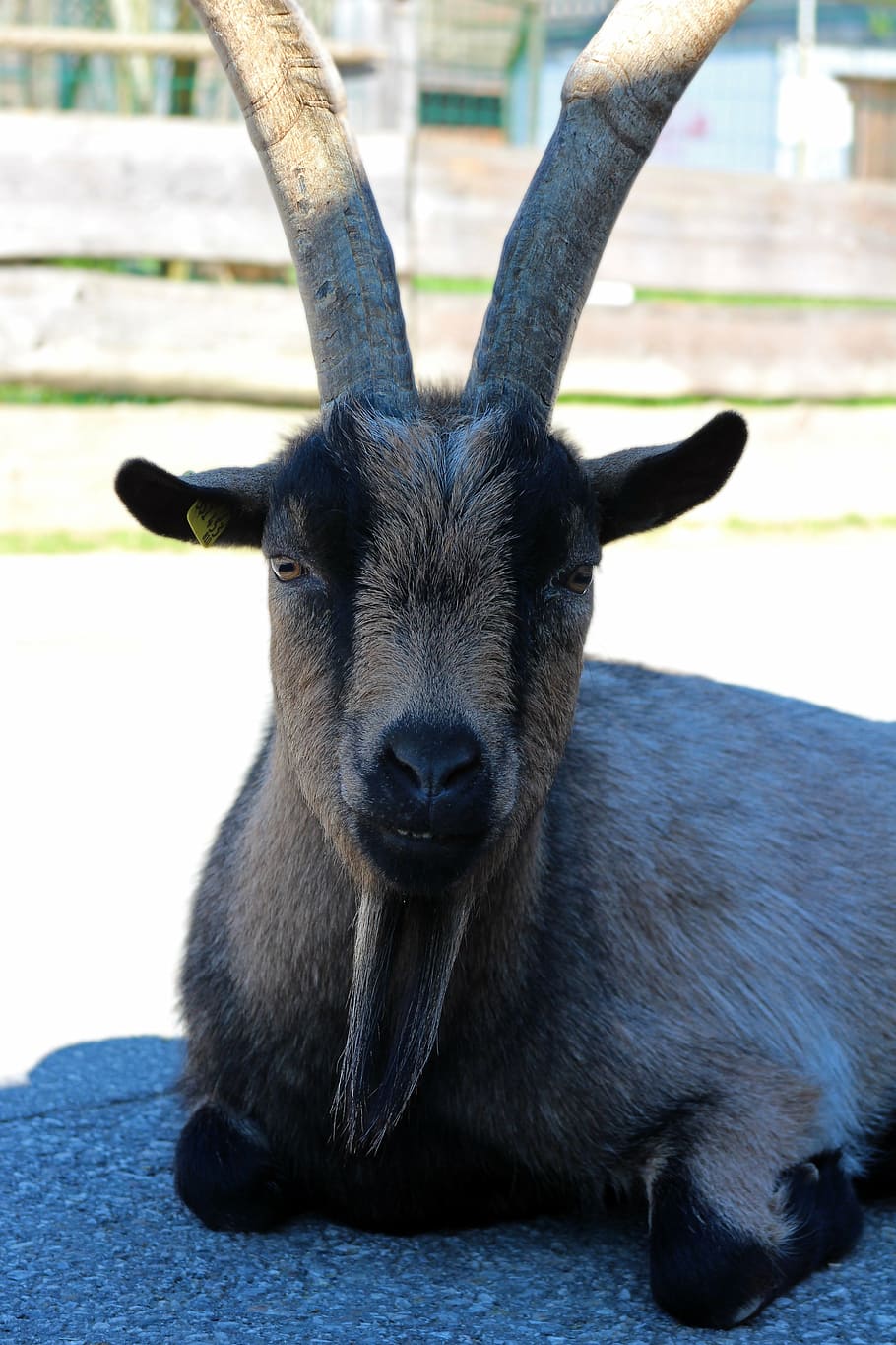 billy goat, animal, horned, livestock, goatee, domestic goat HD wallpaper