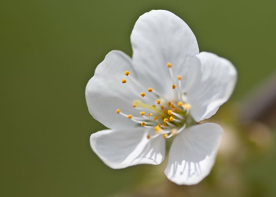 cherry blossom, flower, macro, fragility, petal, nature, beauty in nature HD wallpaper