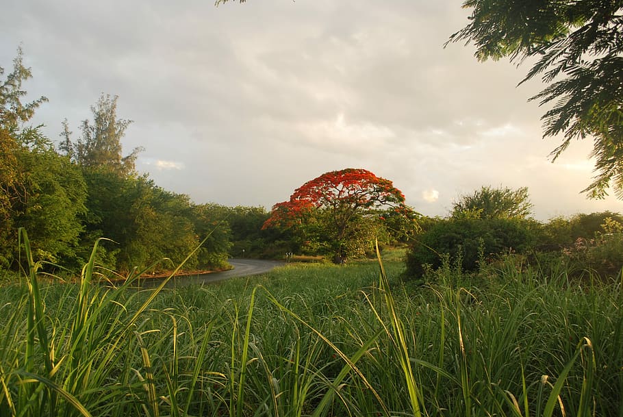 Tree, Mauritius, Nature, green, red, grass, cane, sugar, cloud - sky HD wallpaper