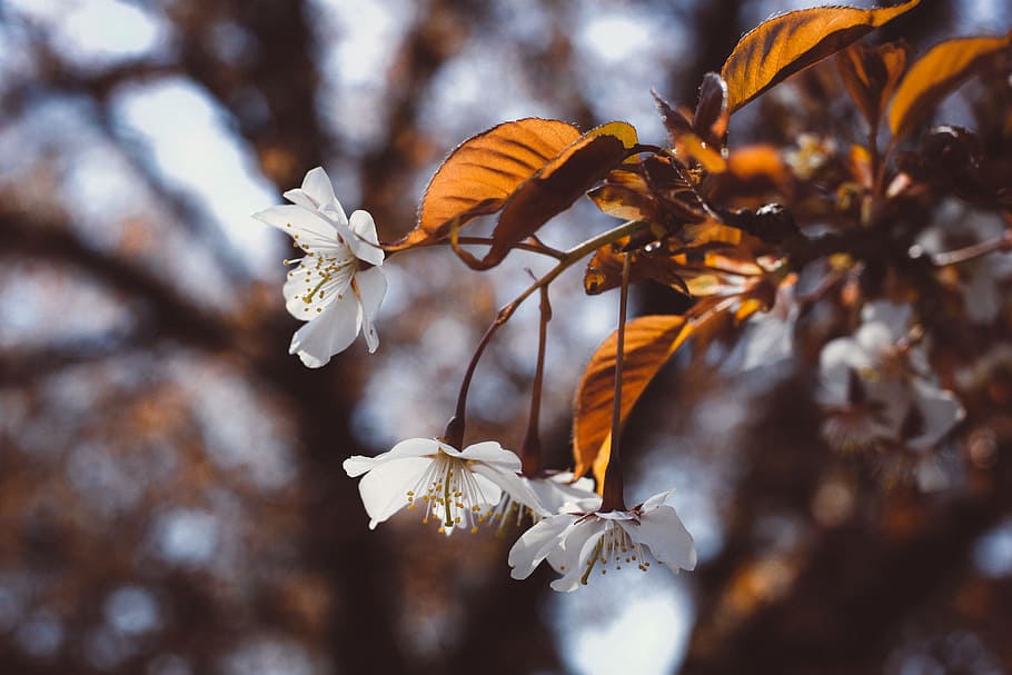 Soft white cherry blossom, nature, tree, leaf, branch, season HD wallpaper