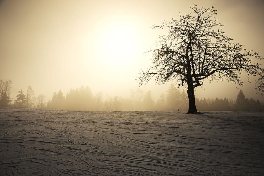 silhouette of tree during golden hour, winter sun, snow, wintry HD wallpaper