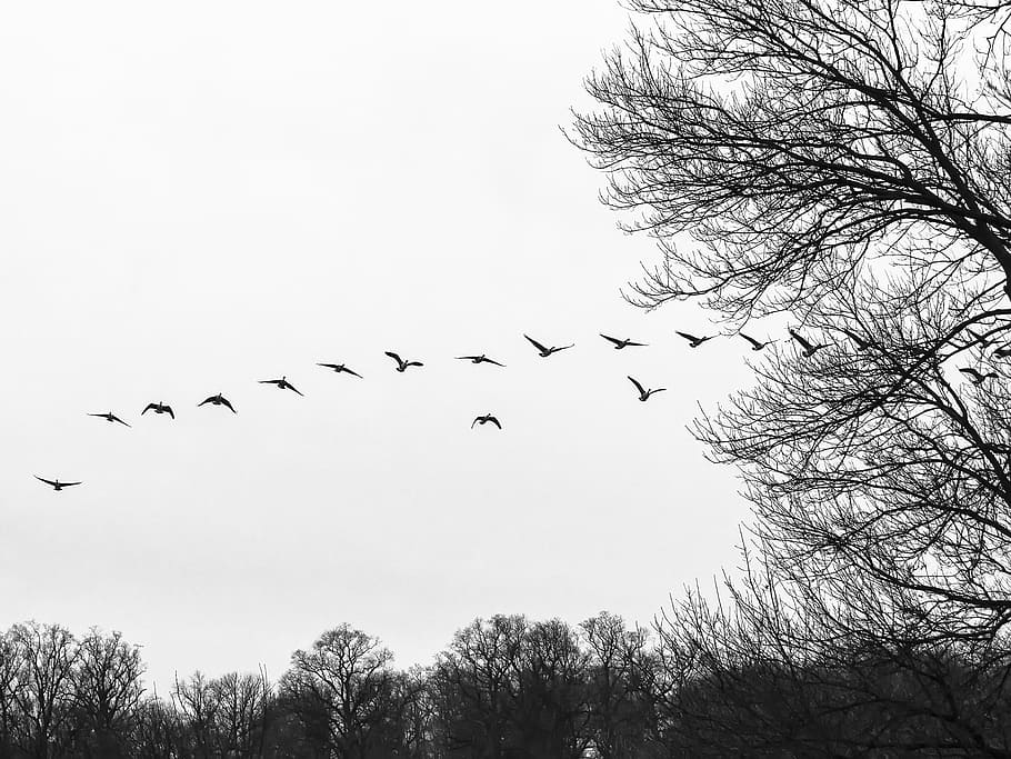 flock of bird fly on mid air, flocking, geese, birds, birds flying HD wallpaper