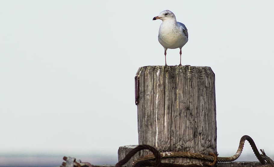 white bird perched on gray log, sea gull, post, standing, seagull HD wallpaper