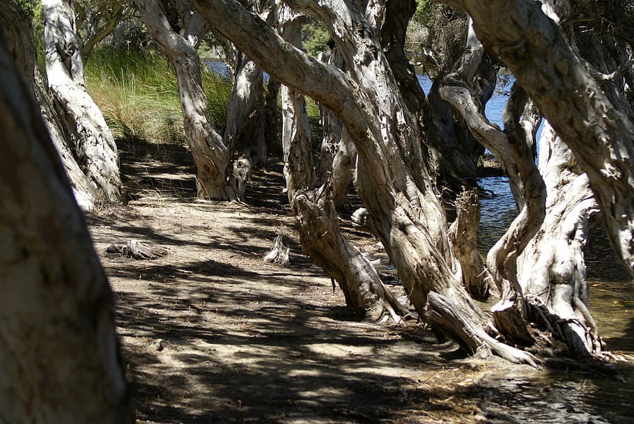 mangrove, beach, nature, tree, landscape, ocean, vacation, tide HD wallpaper