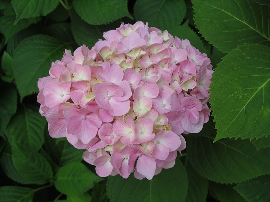 Hydrangea, Blossom, Spring, mophead, plant, flower, gardening HD wallpaper