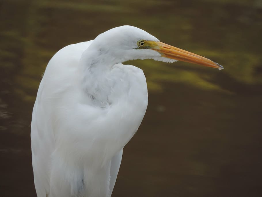 nature, heron, bird, one animal, animal themes, animals in the wild HD wallpaper