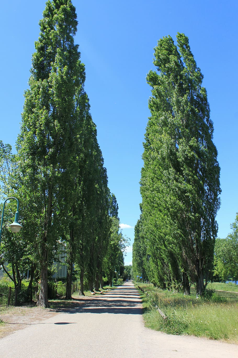 tree, roadway, pathway, sky, organic, agriculture, outdoors HD wallpaper