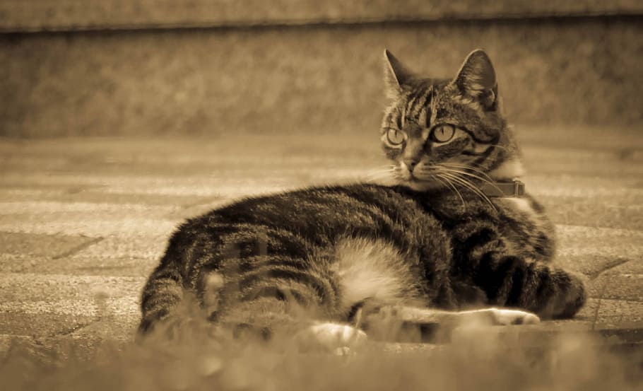 cat, pet, cute, mieze, feline, domestic cat, mammal, one animal HD wallpaper