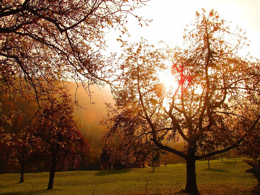 tree, sun, sunset, abendstimmung, plant, sky, beauty in nature HD wallpaper