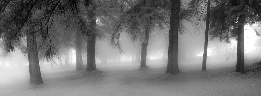 fog, nature, light, mist, tree, forest, outdoor, grayscale HD wallpaper