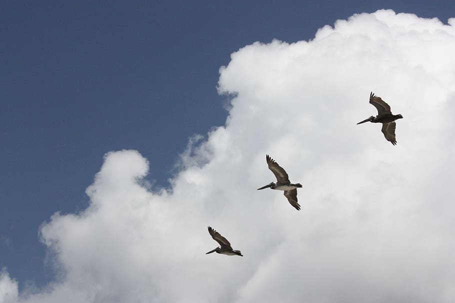 Pelicans, Clouds, Nature, Outside, sky, bird, flight, flying HD wallpaper