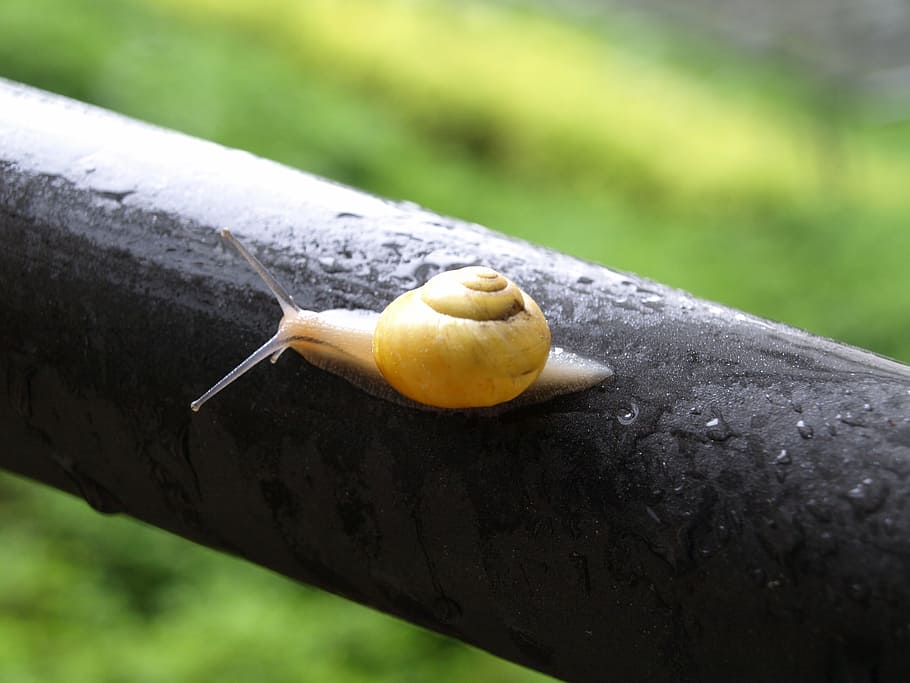snail, mollusk, shell, spiral, slowly, slimy, crawl, bauchfuesser HD wallpaper