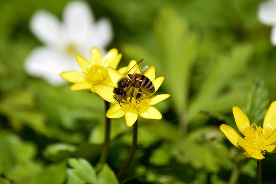 bee, yellow, spring, flower, insect, flowers, flowering plant HD wallpaper