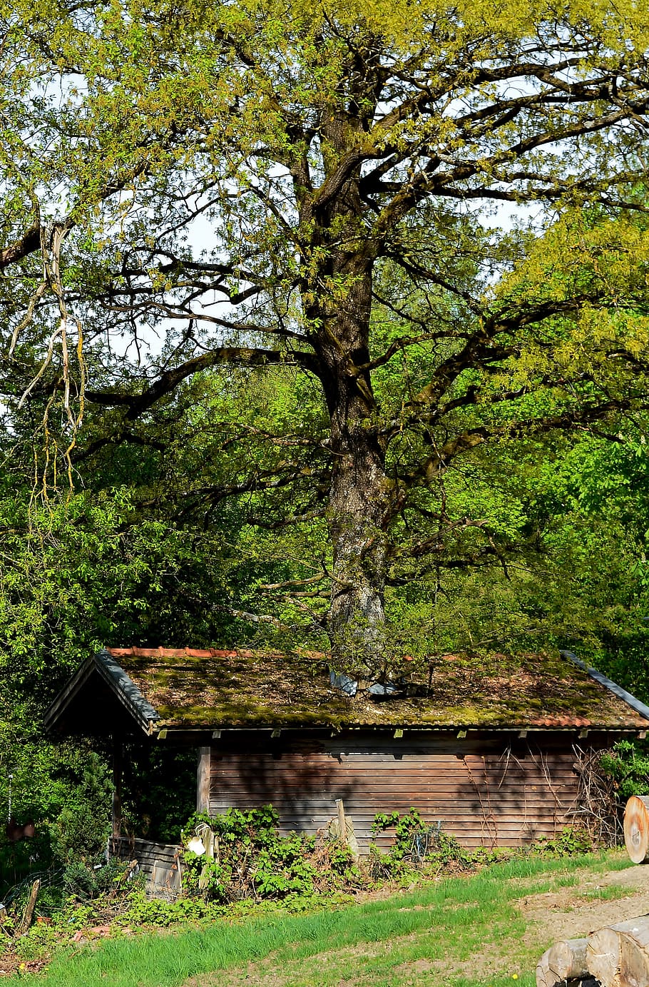 treehouse, strange, plant, growth, nature, water, forest, land HD wallpaper
