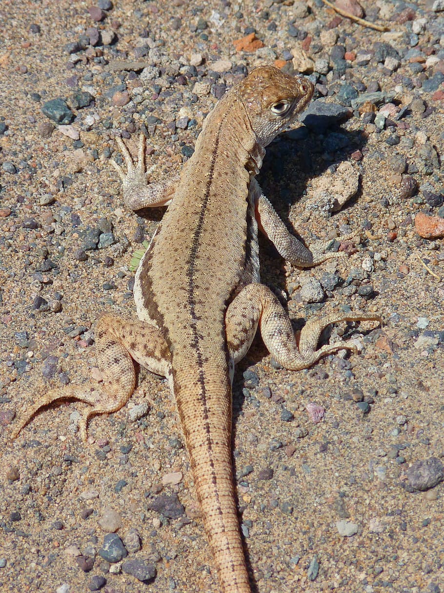lizard, animal, creature, reptile, nature, animal themes, one animal HD wallpaper