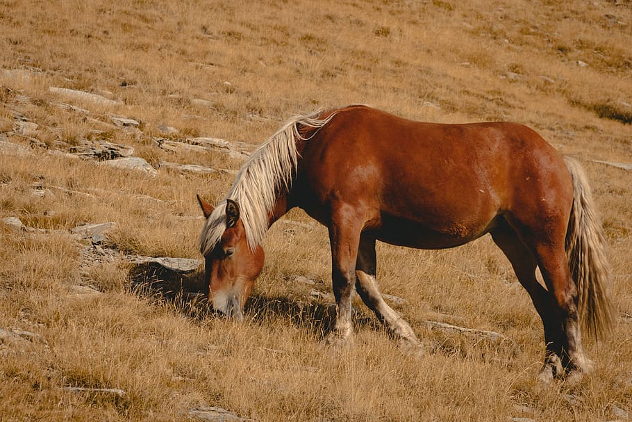 Puigmal, Catalonia, Spain, brown horse eating grass, animal, field