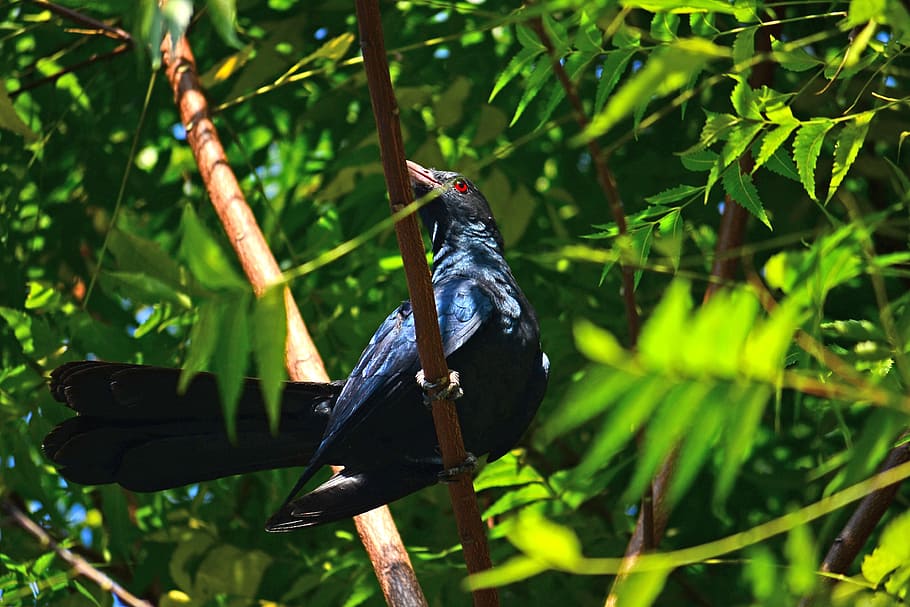 Koel, Bird, Male, Nature, koel bird, male koel, wildlife, sri lanka, HD wallpaper