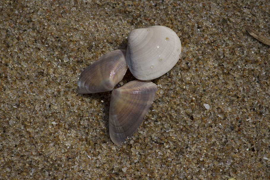 shell, nature, sand, beach, seashore, animal wildlife, land HD wallpaper