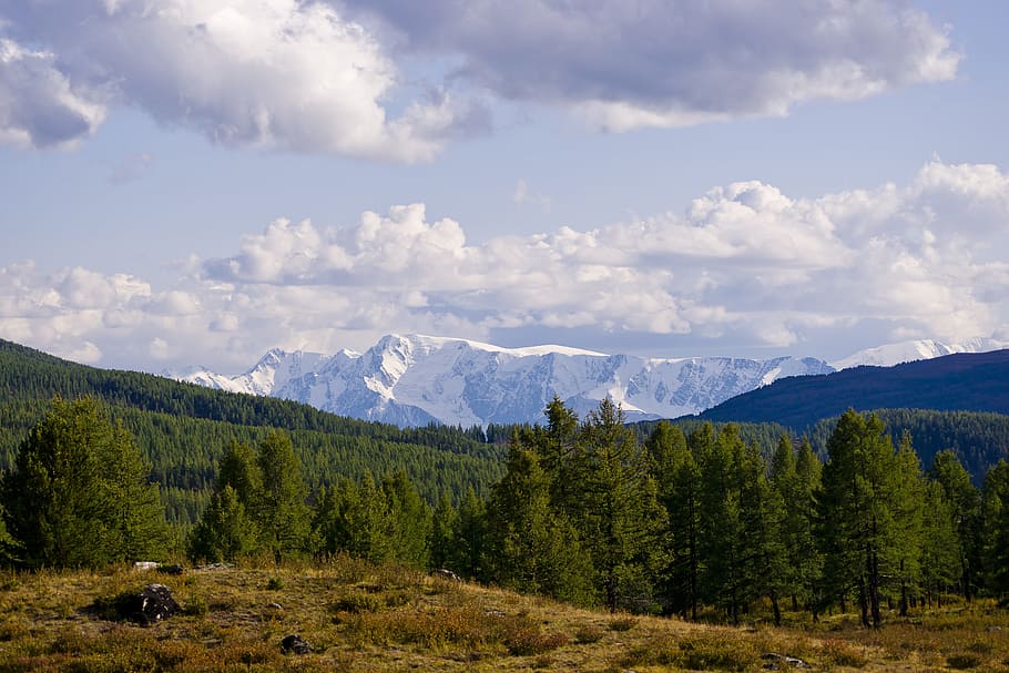 forest with background of snow-capped mountain, mountains, glaciers HD wallpaper