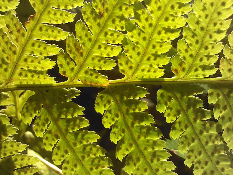 Fern, Green, Macro, Forest, Greens, plant, grass, nature, green color HD wallpaper