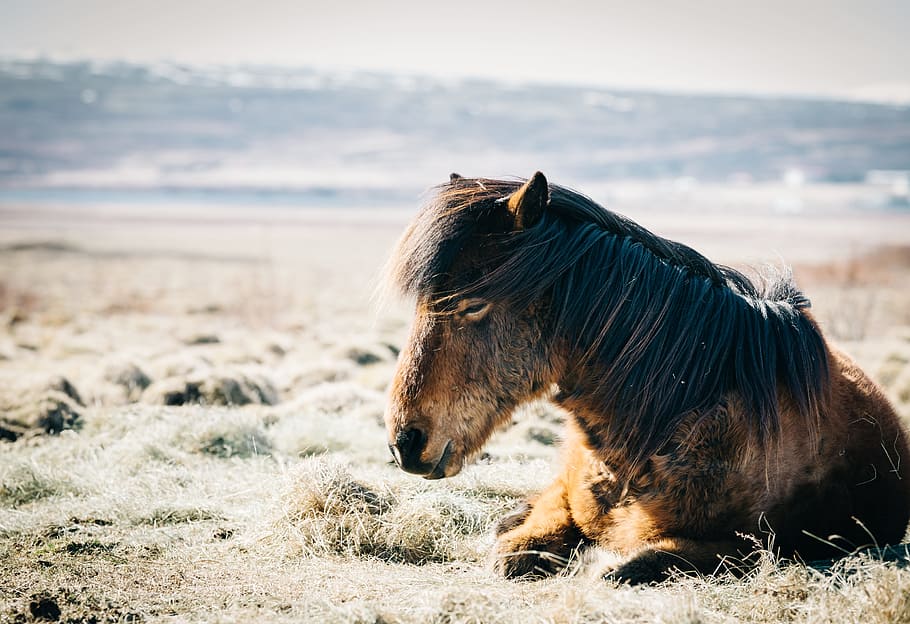 brown horse sitting on grass near beach, horse laying on grasses HD wallpaper